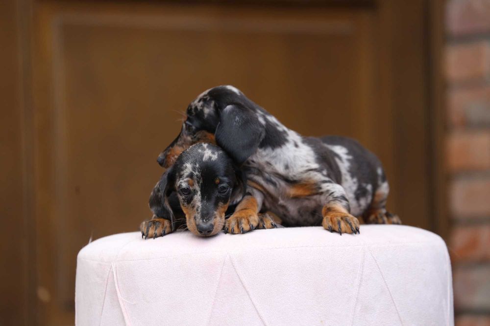 Jamnik szczeniak blue merle