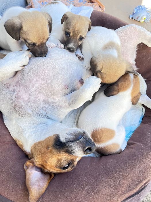 Цуценята Джек Рассел