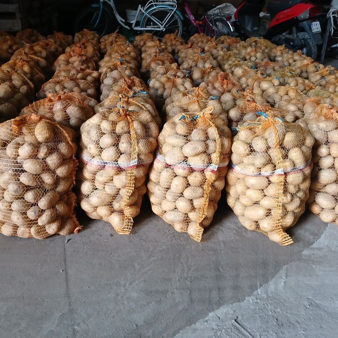 Ziemniaki 100 worków ×  15 kg
