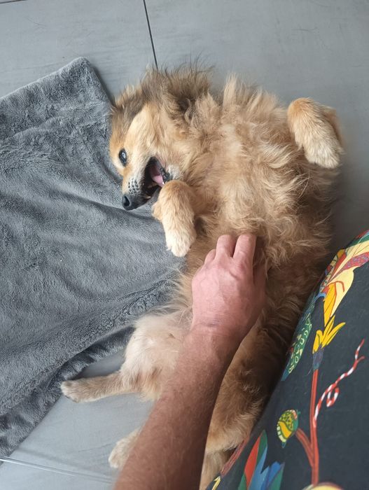 Kapi pies do adopcji niewidomy śliczny