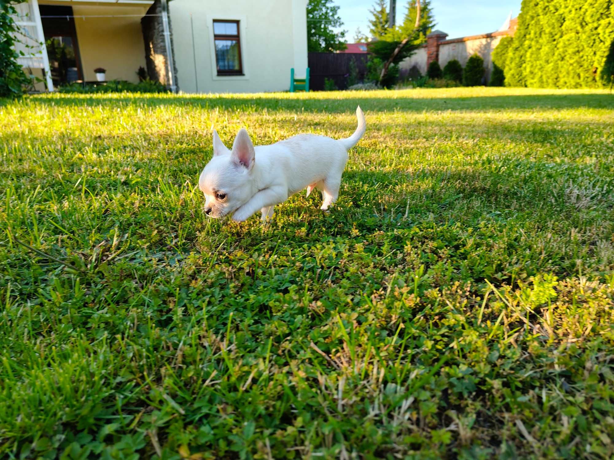 Chihuahua krótkowłosy ZKwP (FCI)