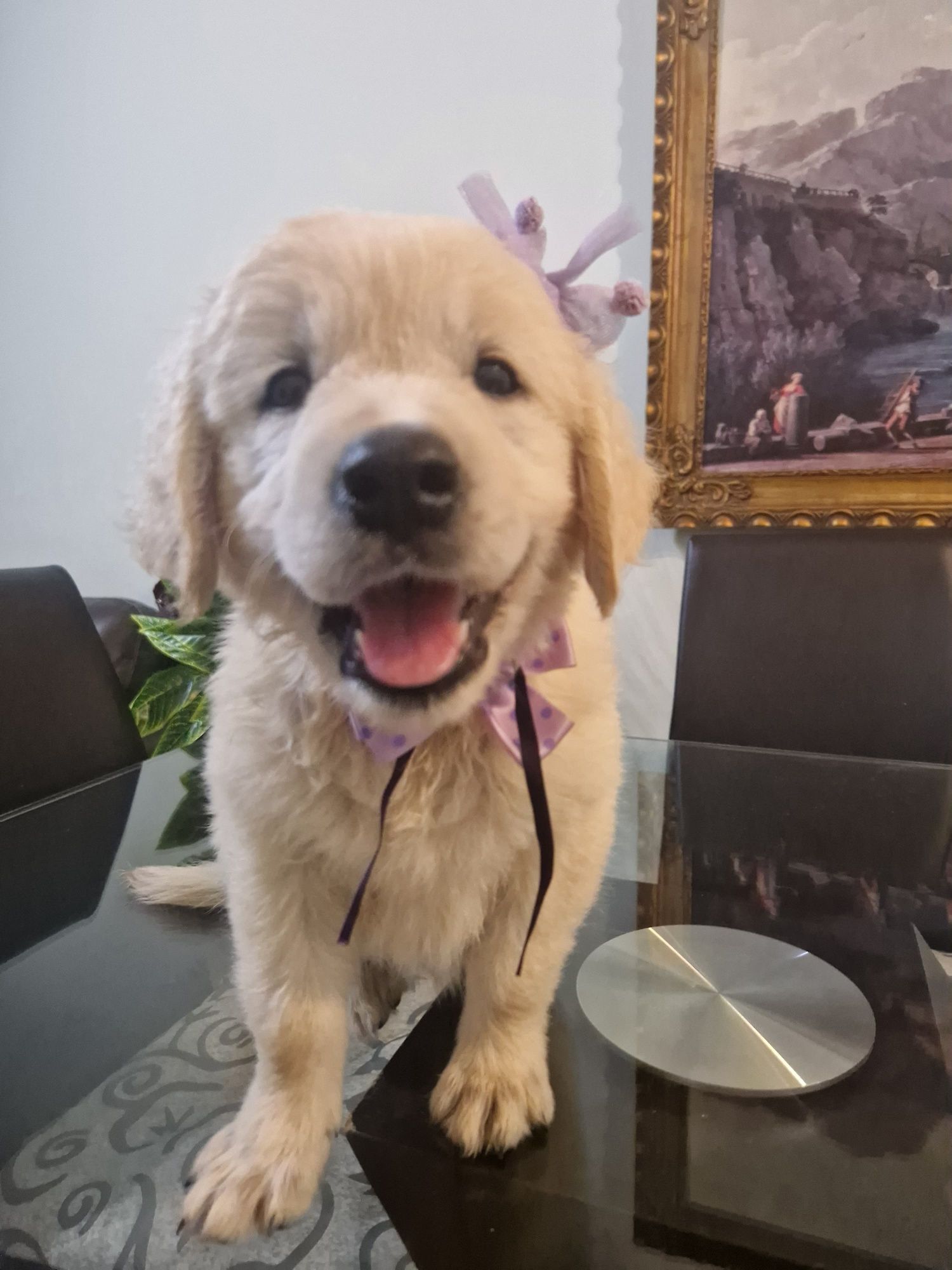 Golden Retriever Fêmea com LOP
