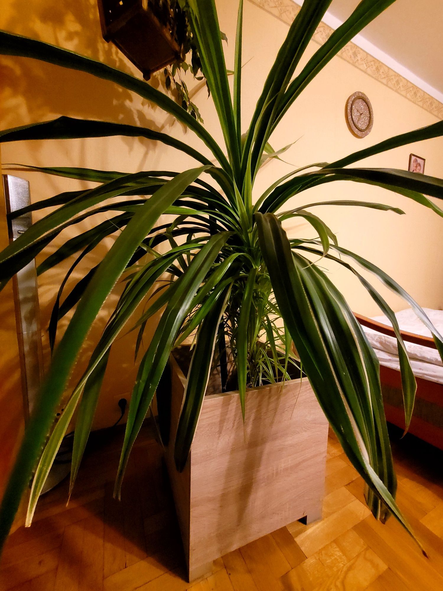 Kwiat roślina egzotyczna Pandan pochutnik