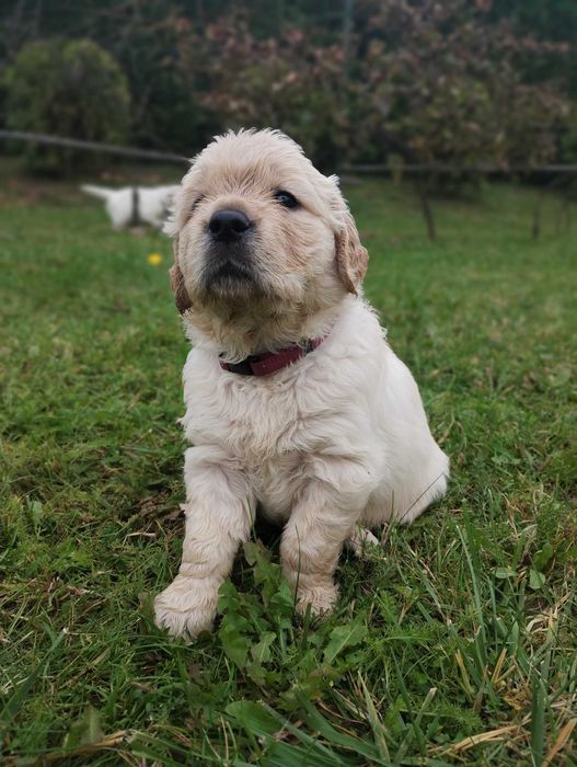 Szczeniak Golden Retriever piesek Cieszyn