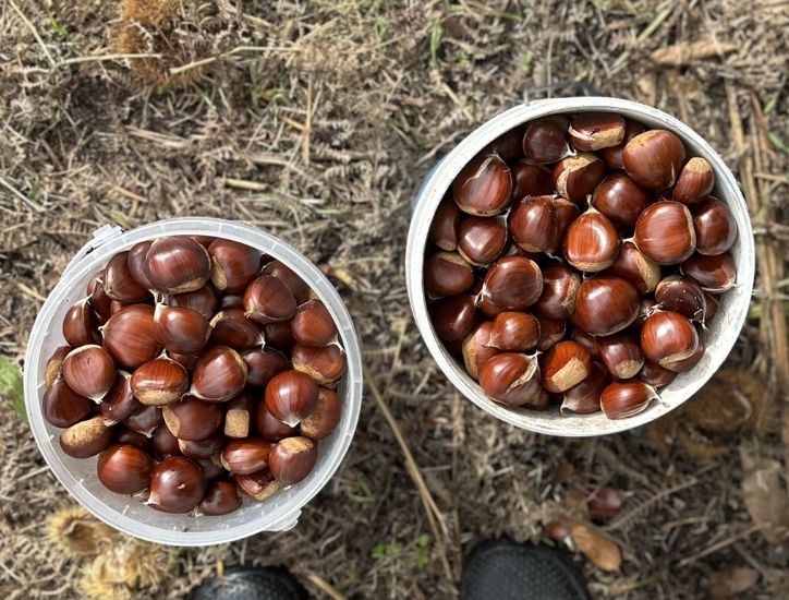 Vende-se castanhas