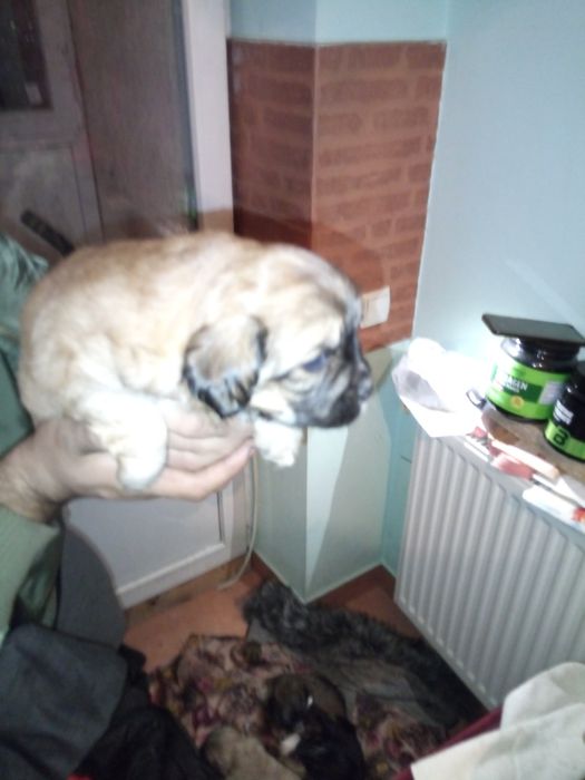 Роздаю унікальних щенят