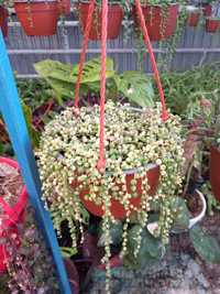 Senecio rowleya variegata