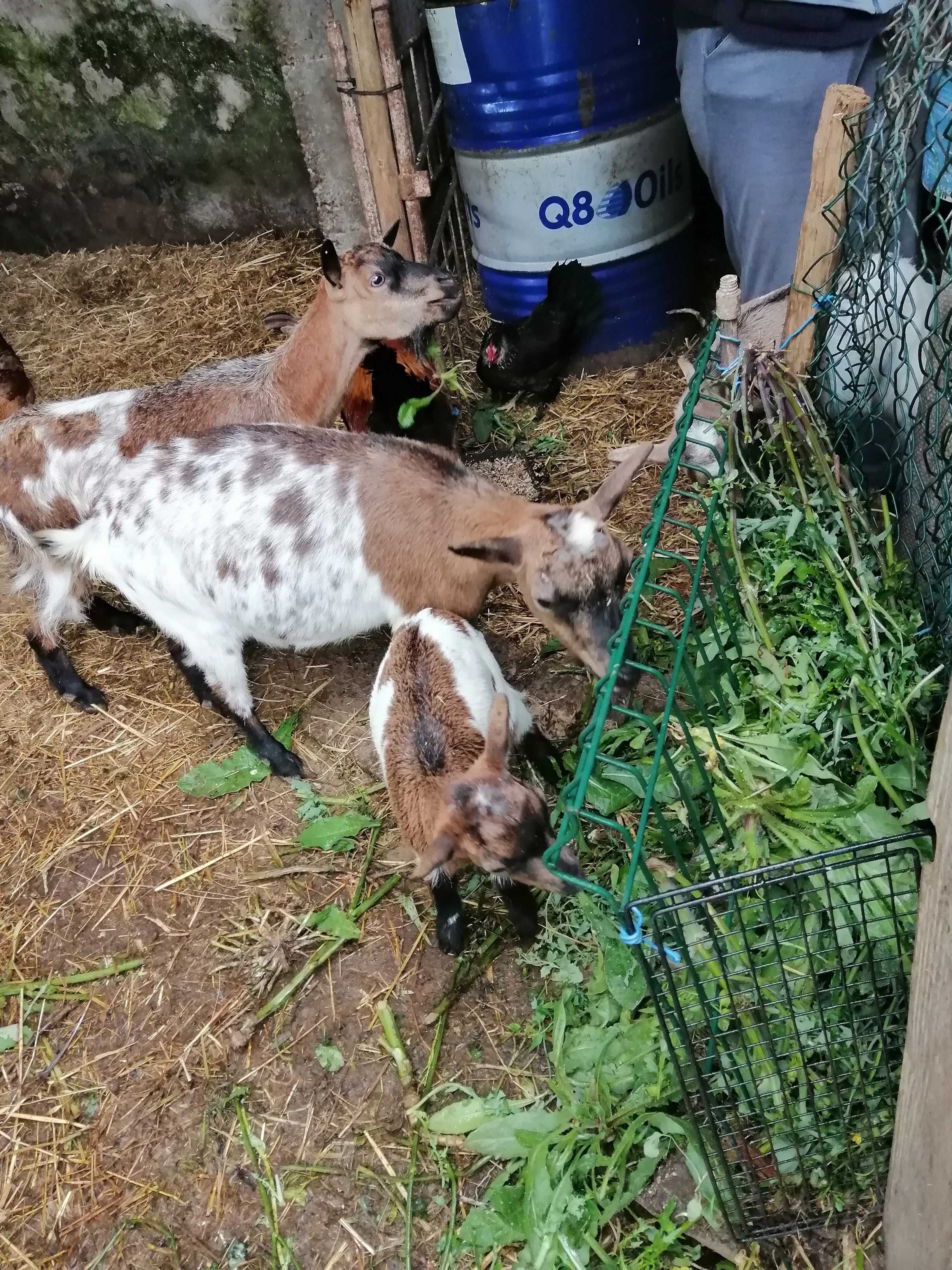 Cabras anãs cerca de 3 meses