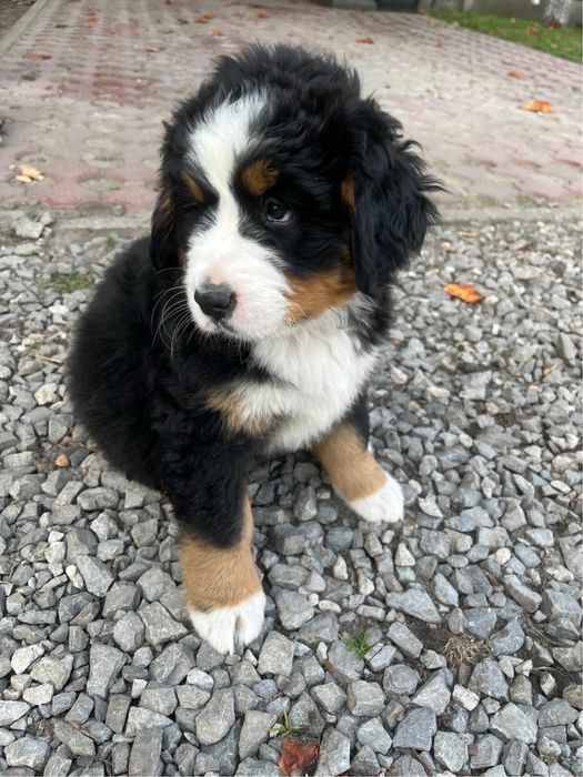 Bernenski pies pasterski Bella