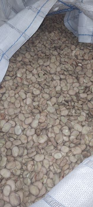 Nasiona bobu bób zbiór 2025