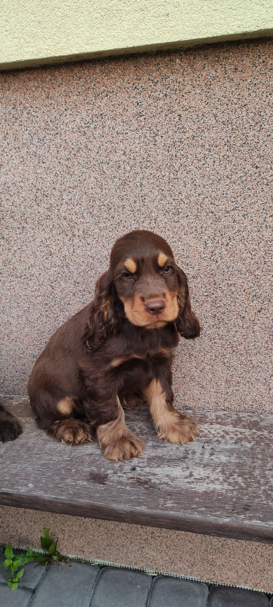 Piesek Cocker spaniel