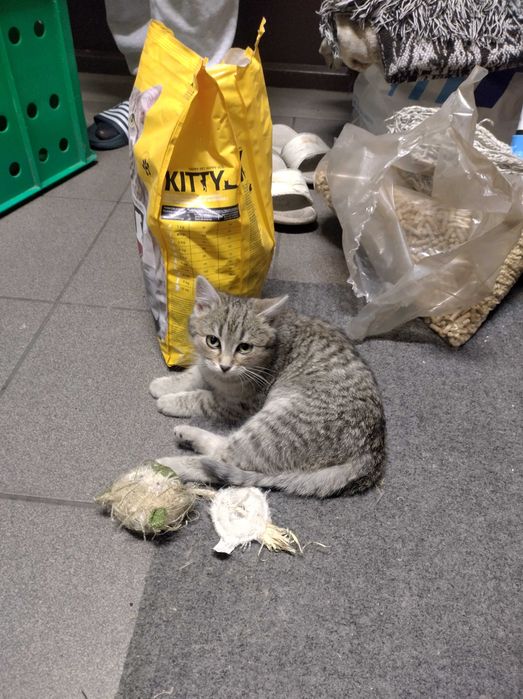 Oddam młode kotki w dobre ręce