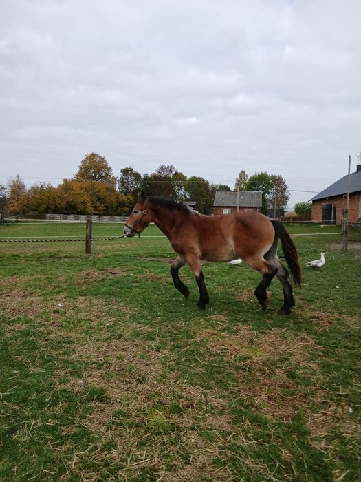 Ogierek księga główna likwidacja