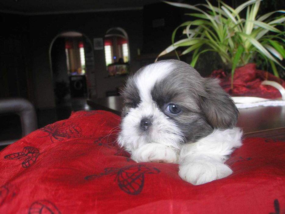 szczeniaczek SHIH TZU miniaturka umowa PASZPORT rodowód