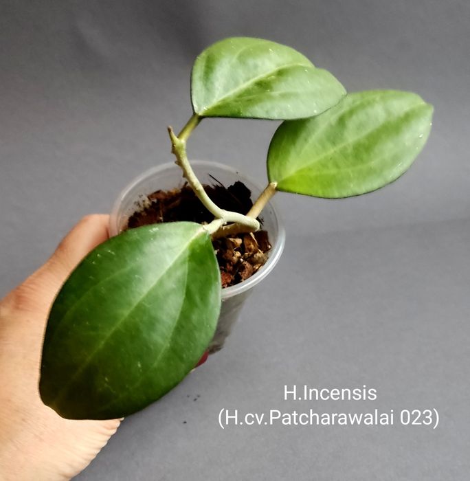Хойя. Хої різні,Wilbur Graves,Tanggamus,vangviengiensis,Vietnam,Mathil