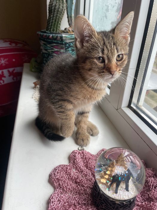 Кошенята таббі, 2 міс. Є метис черепахового кота