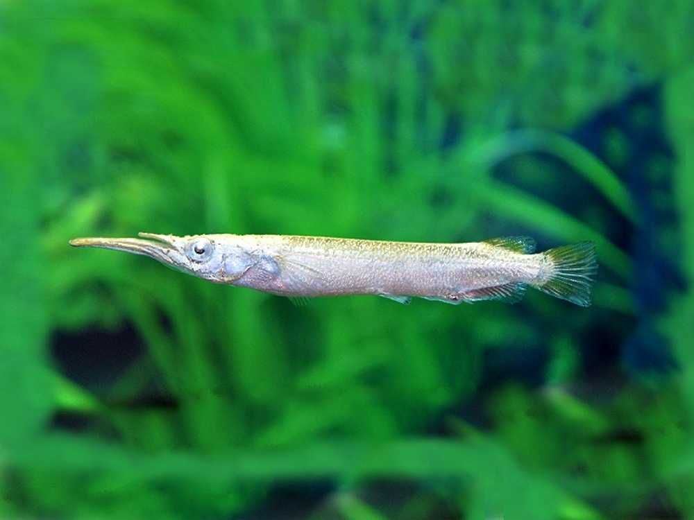 Półdziubek karłowaty - Półdziobek - Dermogenys pusilla - dowóz