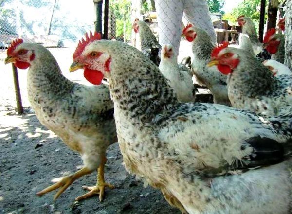 Мастергрей інкубаційні яйця Угорщина