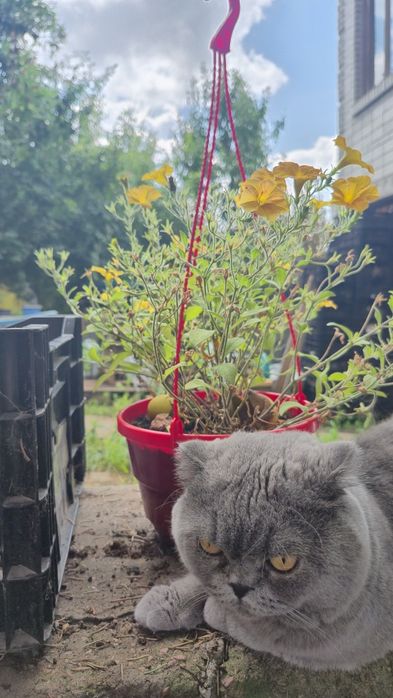 Котик Шотландець