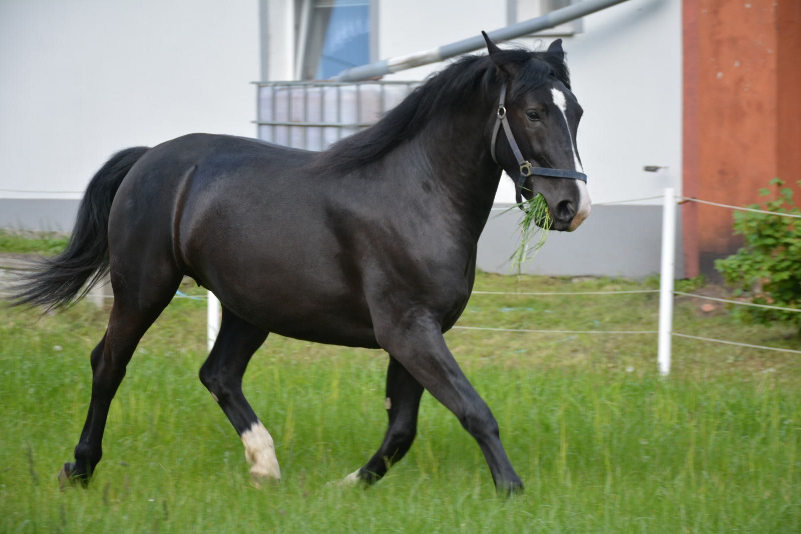 Klacz Śląska 2023
