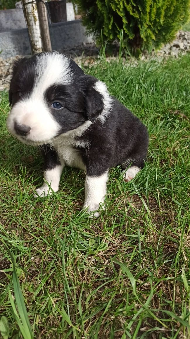 Border Collie suczka