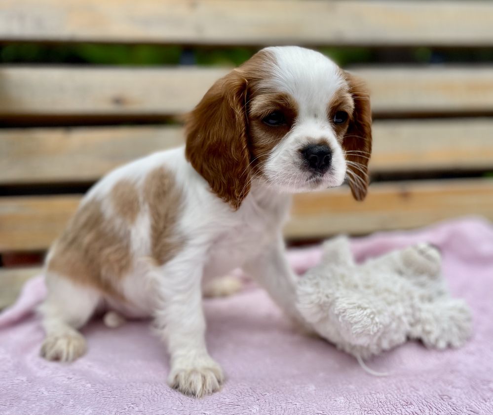 Cavalier king charles spaniel sunia bh