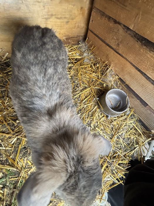 Królik rasy baran francuzki