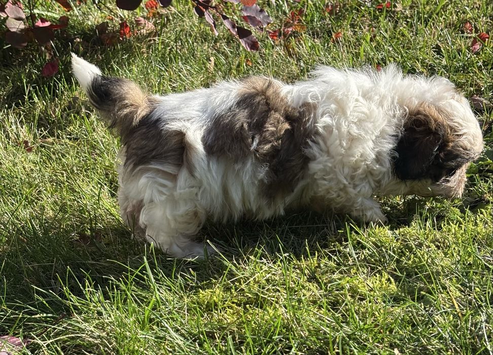 Shih Tzu  kochana przytulanka