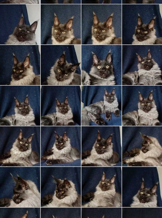 Котята мейн-кун 2 мальчика и девочка