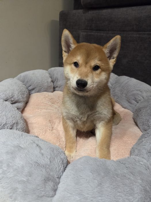 Shiba inu piesek szczeniak