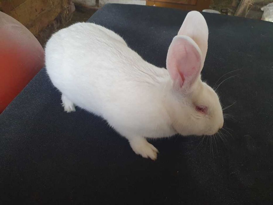 Samiec Termondzki Biały