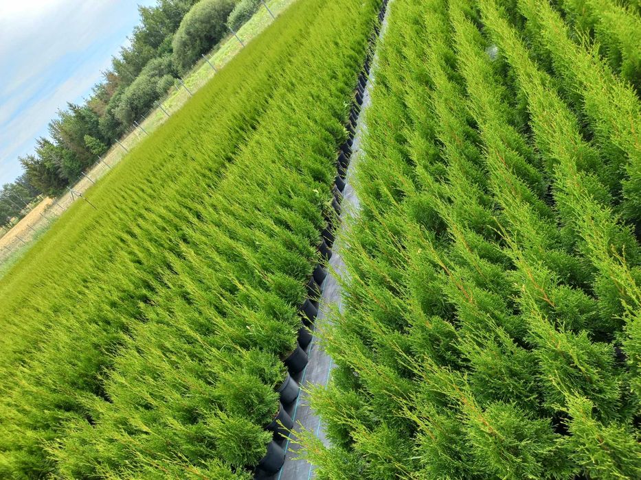 Tuja Thuja Szmaragd 110-120 cm !DONICZKA 10L (NIE 3L)!!