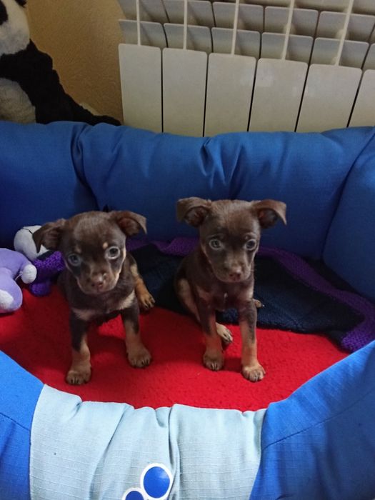 ШОКоладные тойчики