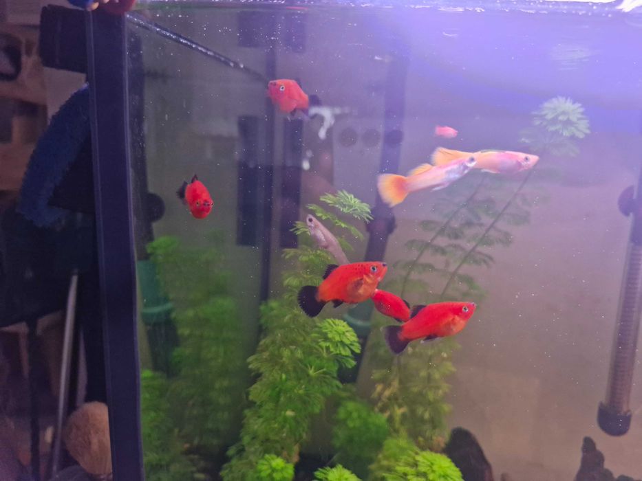Platys vermelhas troca guppys