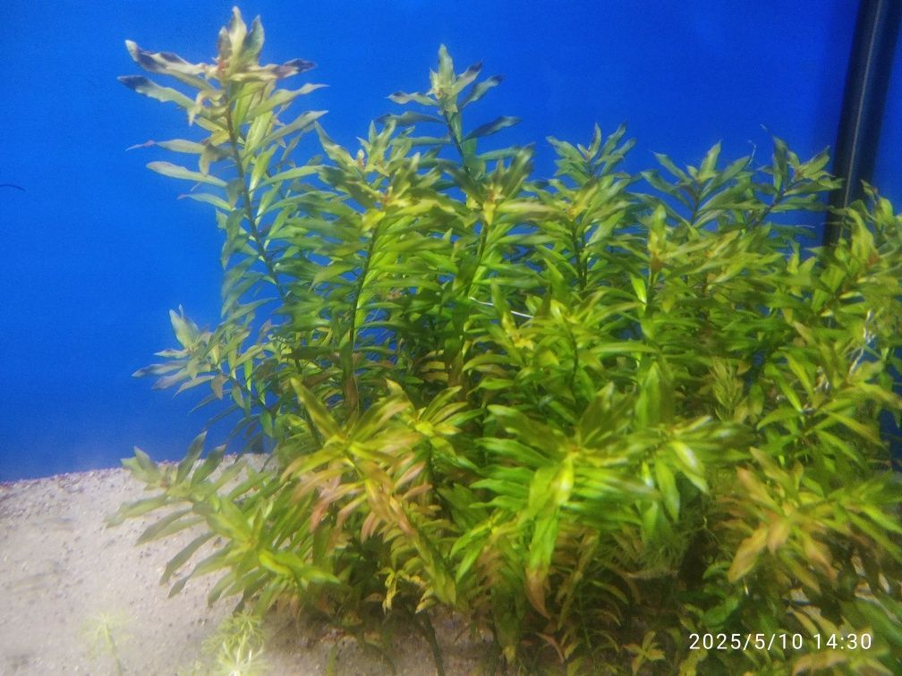 Planta  vermelha
