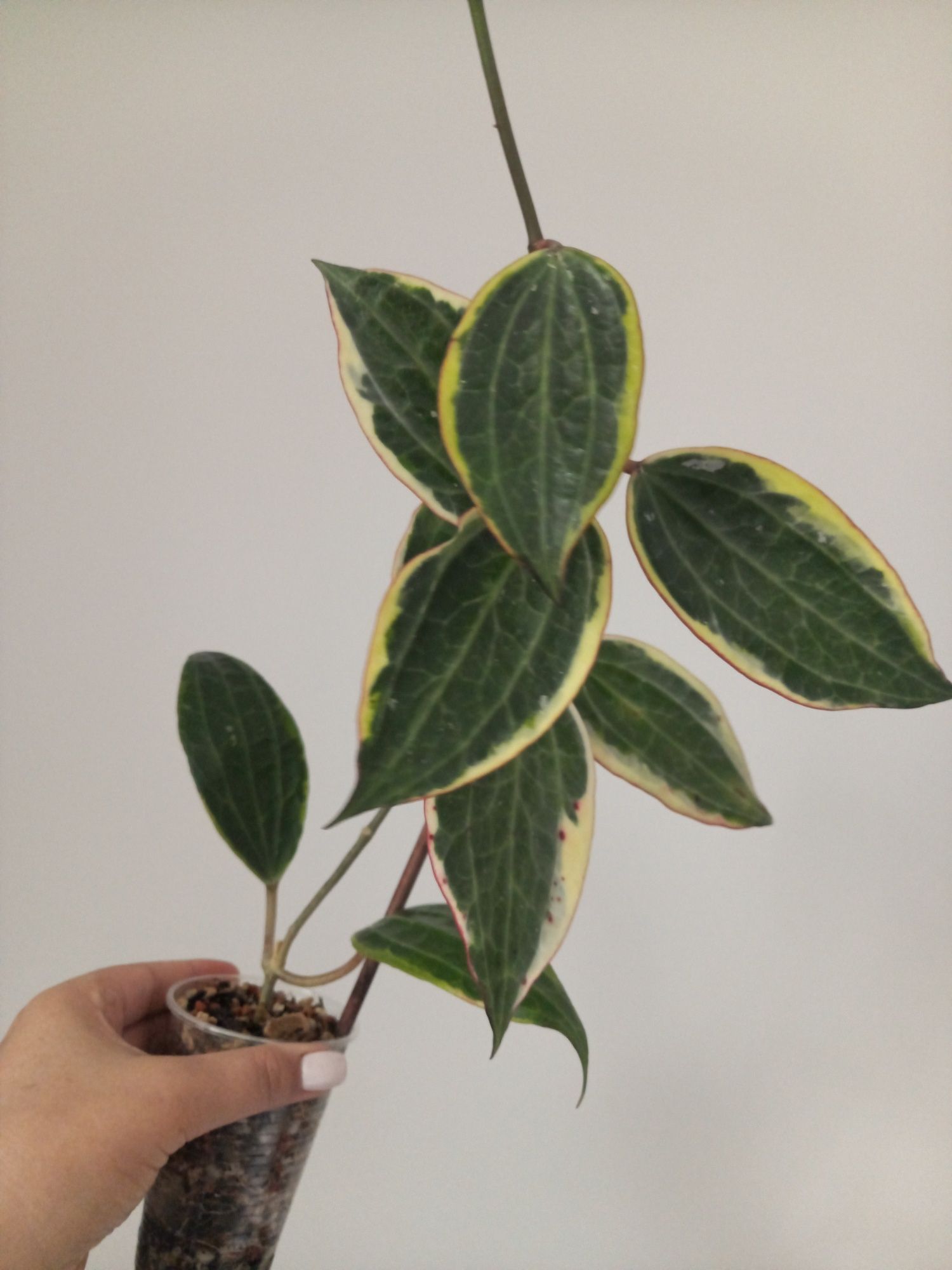 Hoya Macrophylla Albomarginata