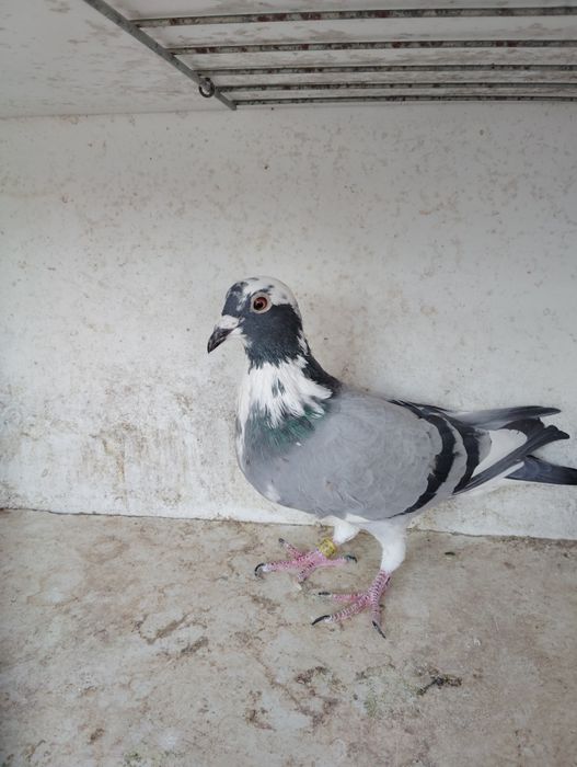 Pombos correios reprodutores