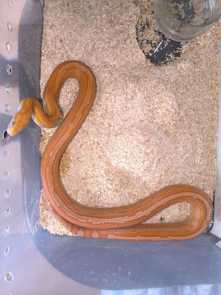 Wąż zbożowy ultramel motley
