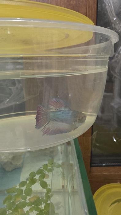 Рыбки петушки ,на подарок  и просто для души