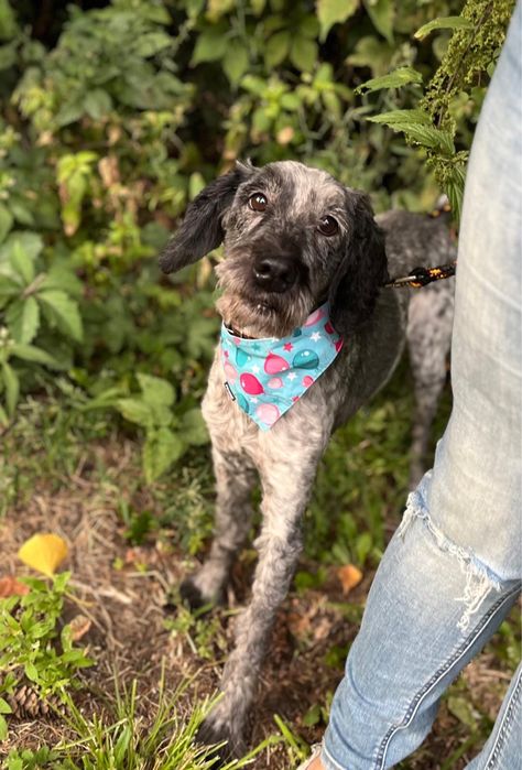 7 lat żył w kojcu.. piesio w typie spaniela. Adoptuj! Pomoz