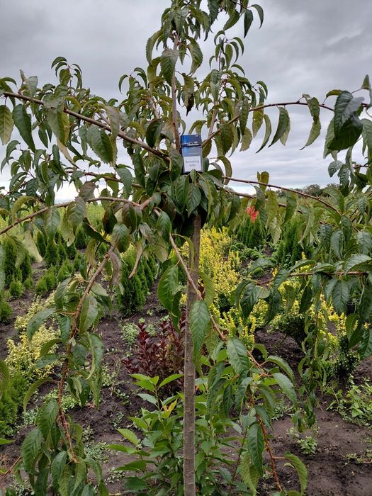 Клен ясенелистий "Фламінго",сакура плакуча "Кіку шидаре"