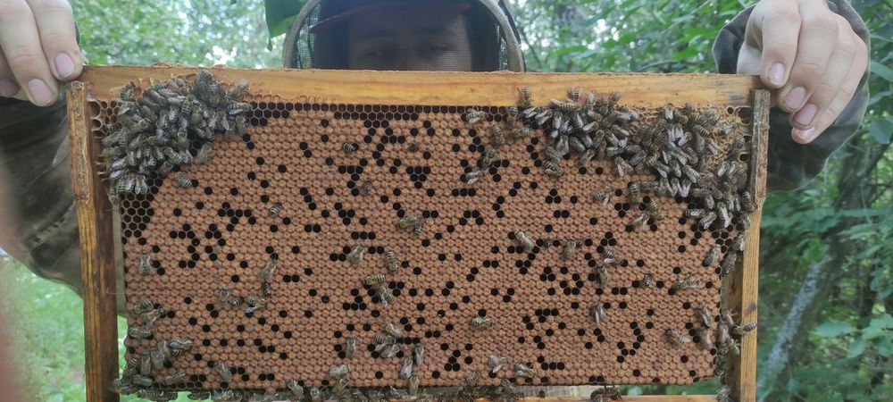 Бджоломатки Бакфаст