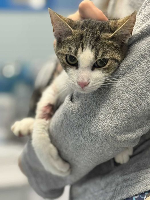 Kociaki szukają domów -schronisko Zgierz-aktualne