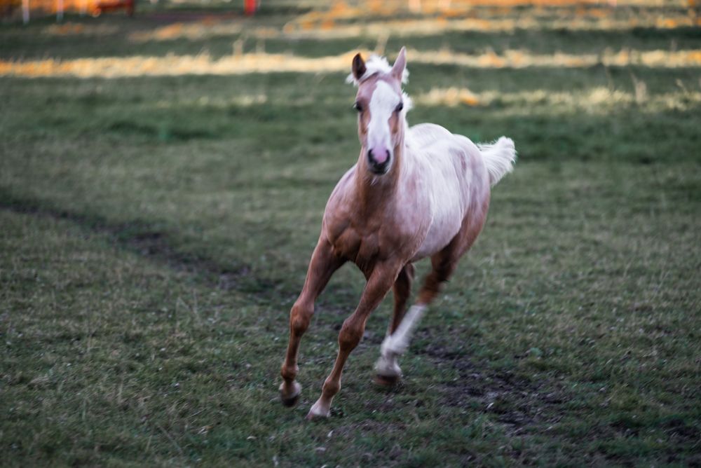 Ogierek AQH najlepsze reining pochodzenie