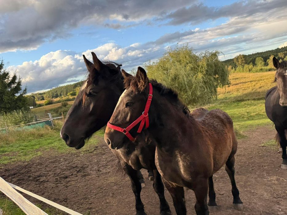 Piękny  kary ogierek zimnokrwisty
