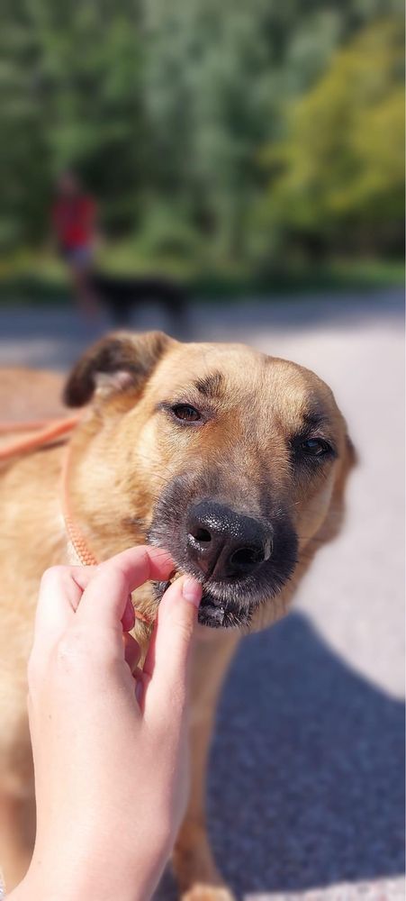 Średni kundelek Gary poleca się do adopcji
