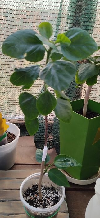 Гібискус Мооrea my blue Pearl