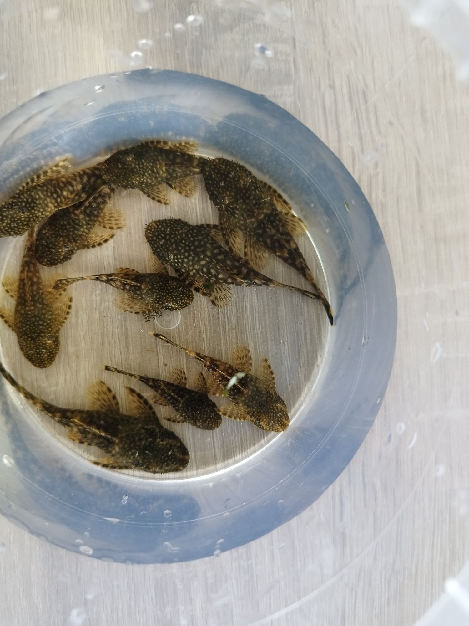 Glonojady Zbrojnik Niebieski sprzedam