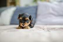 Yorkshire Terrier rodowód