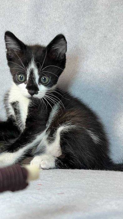 Ласковые котята ищут дом